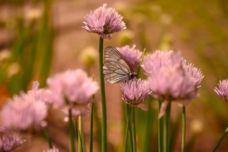 Butterfly Consequences